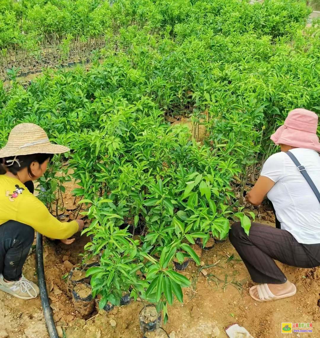 崇左沃柑苗批發多少錢 沃柑苗子種幾年的好 廣西沃柑苗基地地址