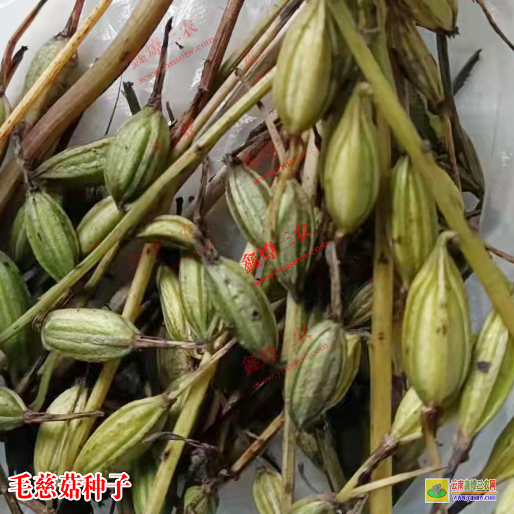 自貢毛慈菇苗種子怎么育苗 毛慈菇苗子圖片 毛慈菇價格2021