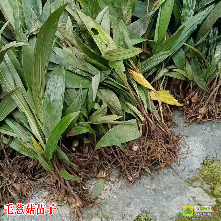 自貢毛慈菇苗種子怎么育苗 毛慈菇苗子圖片 毛慈菇價格2021