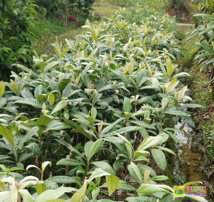 賀州枇杷苗的種植方法 東山枇杷苗基地 云南蒙自枇杷苗批發