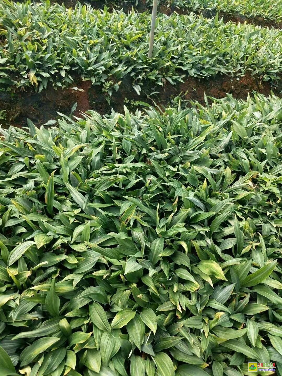修文[黃精種子]的價(jià)格 【黃精種子】多少錢一斤 滇【黃精種子】圖片