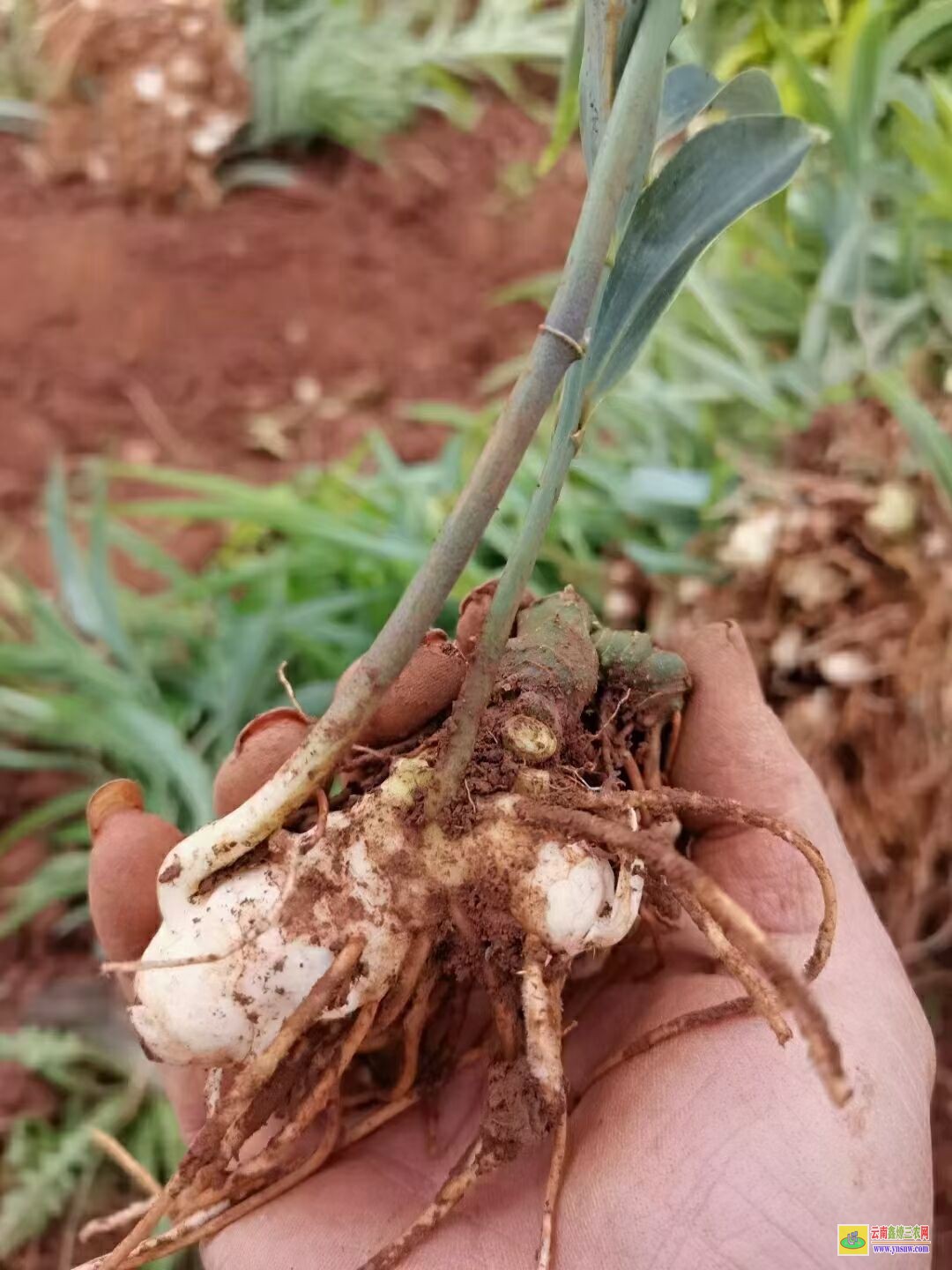 鳳岡雞頭黃精苗種子 黃精種苗基地 滇黃精苗木繁殖的方法有