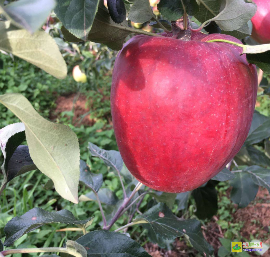 羅平云南蘋果苗 云南昭通蘋果苗聯系方式 紅將軍蘋果苗