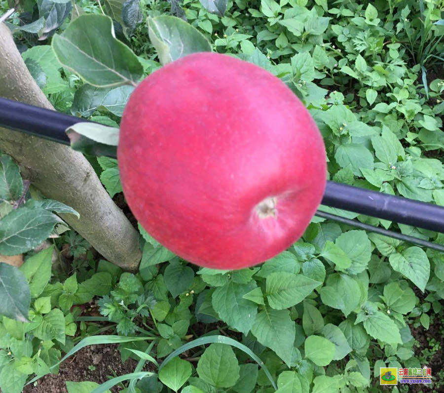 紅花崗山東蘋果苗 云南昭通蘋果苗聯系方式 紅露蘋果苗