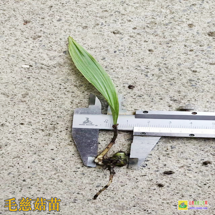 銅川毛慈菇苗價(jià)格 毛慈菇苗價(jià)格多少一公斤 毛慈菇苗多少錢一斤