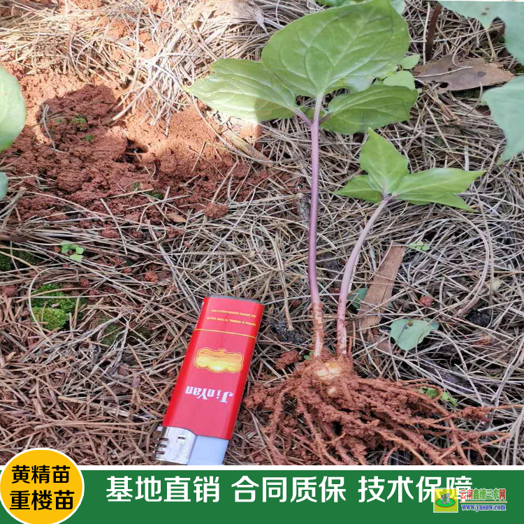 南華重樓苗價格多少一斤 大姚重樓苗基地在哪里? 重樓苗圖片