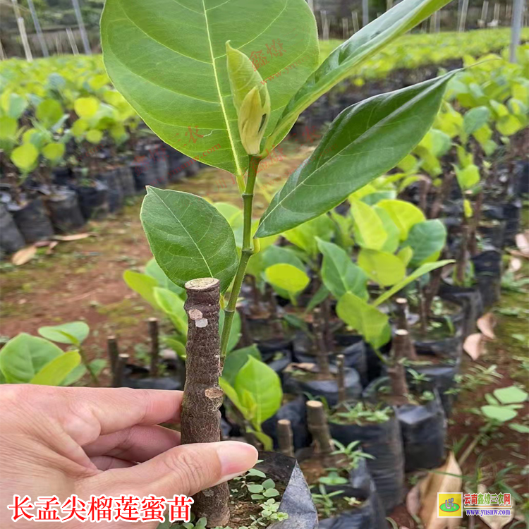 田林長孟尖榴蓮蜜多少錢 榴蓮蜜苗有幾種 榴蓮蜜苗批發