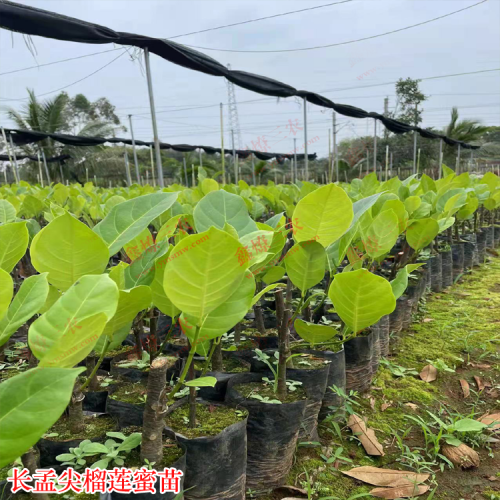 順昌長孟尖榴蓮蜜苗出售 榴蓮蜜苗有幾種 榴蓮蜜苗種植