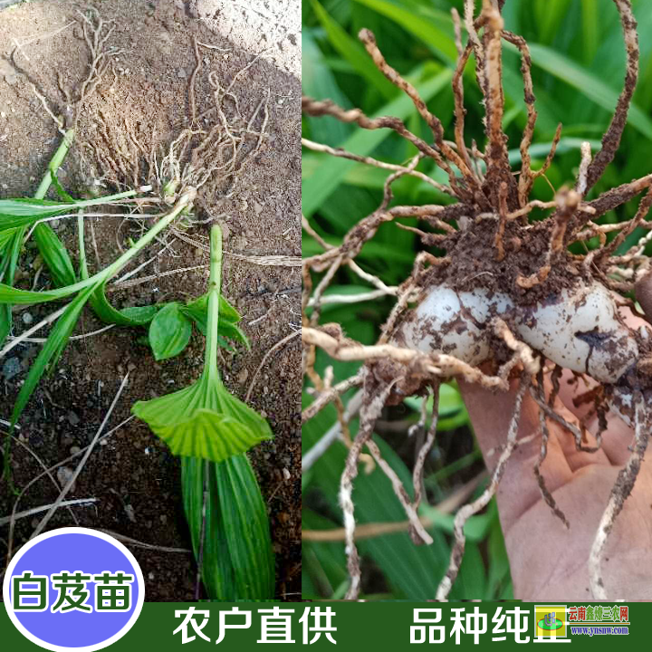 保山施甸白芨苗基地 白芨苗批發價格 白及苗批發