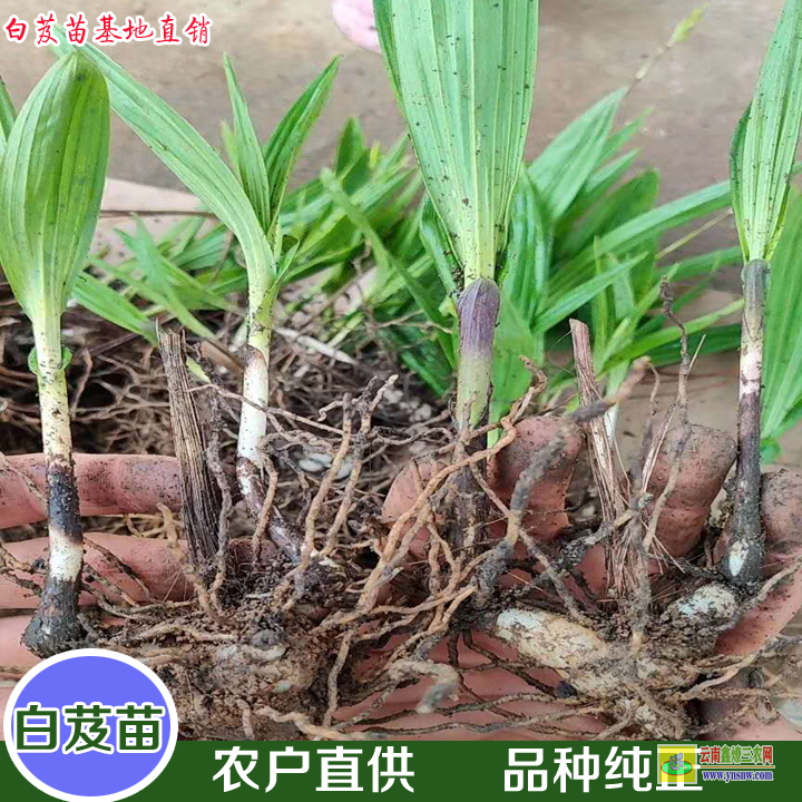 臨滄鳳慶白芨苗批發多少錢一棵 白芨苗圖片大全 白及苗圖