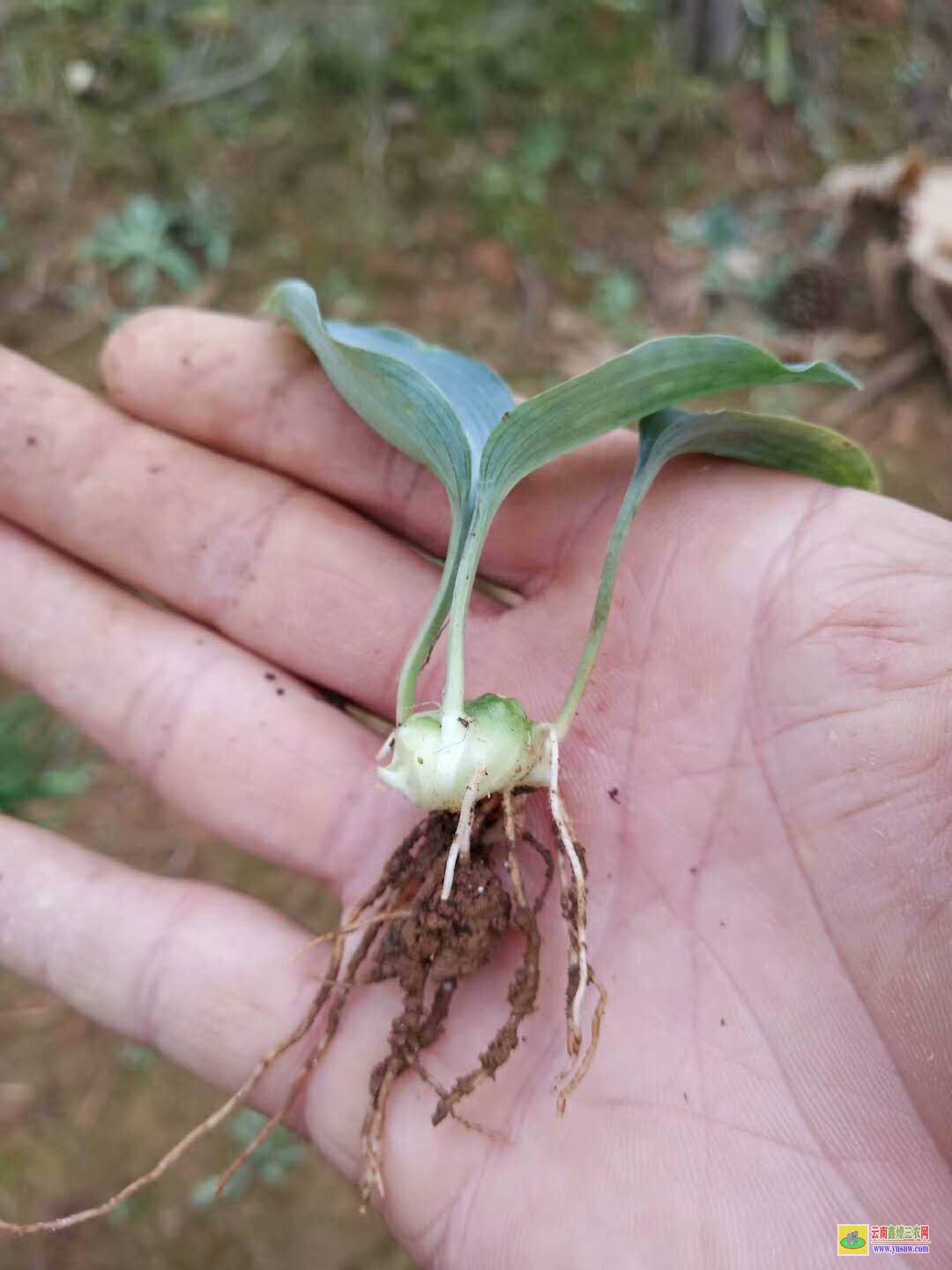 楚雄南華黃精種苗報價 黃精種苗基地簡介 中藥材黃精種苗價格