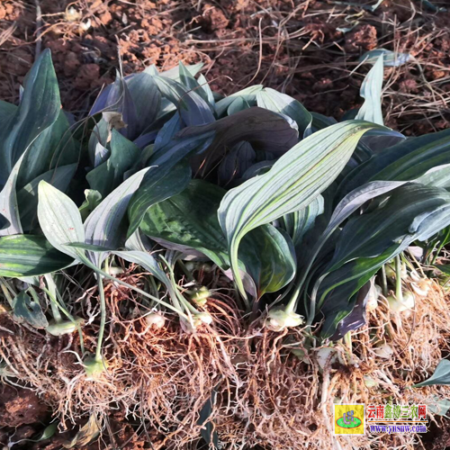 重慶南岸種植黃精種苗基地 貴州黃精種苗 黃精種苗價格