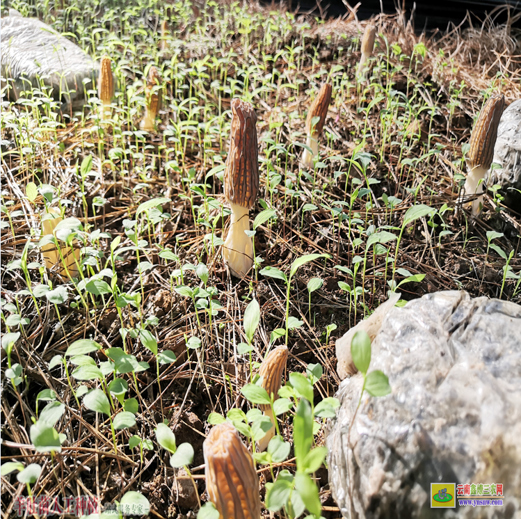 內蒙古寧城羊肚菌栽培 羊肚菌種植培訓 綿陽羊肚菌種植基地