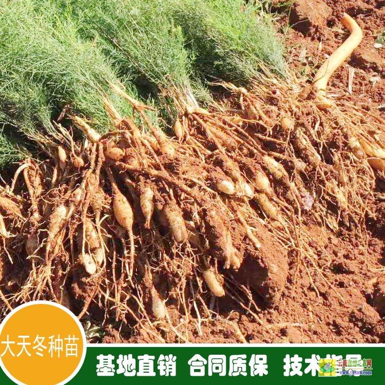 廣東佛岡天冬苗價格 天冬苗后專用除草劑用什么 天冬苗育苗技術