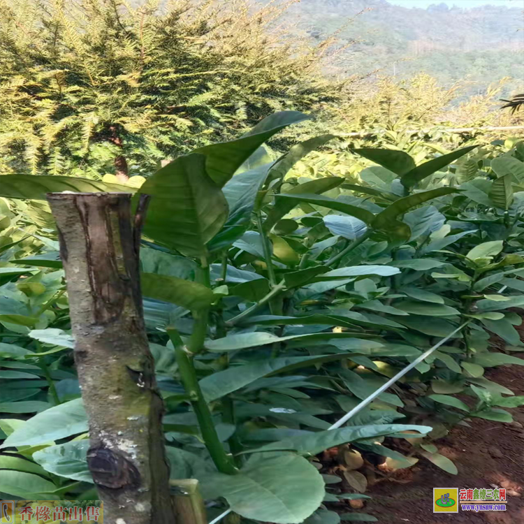 昆明西山香櫞苗生產基地 香櫞苗多少錢1棵 哪里有香櫞苗賣