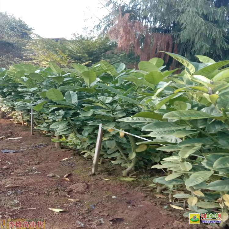 麗江華坪香櫞苗生產基地 香櫞苗多少錢1棵 哪里有香櫞苗賣