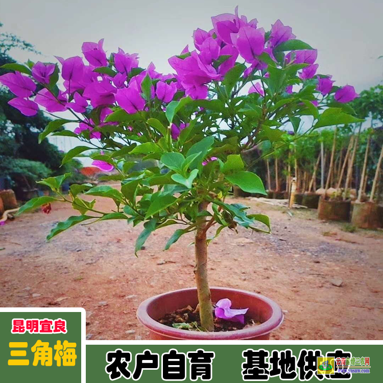 江蘇三角梅批發價格 |藍色三角梅價格 |三角梅下老樁價格