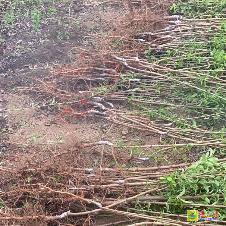 雙柏【蜂糖李子苗】基地 【蜂糖李子苗】批發 批發價格查詢網