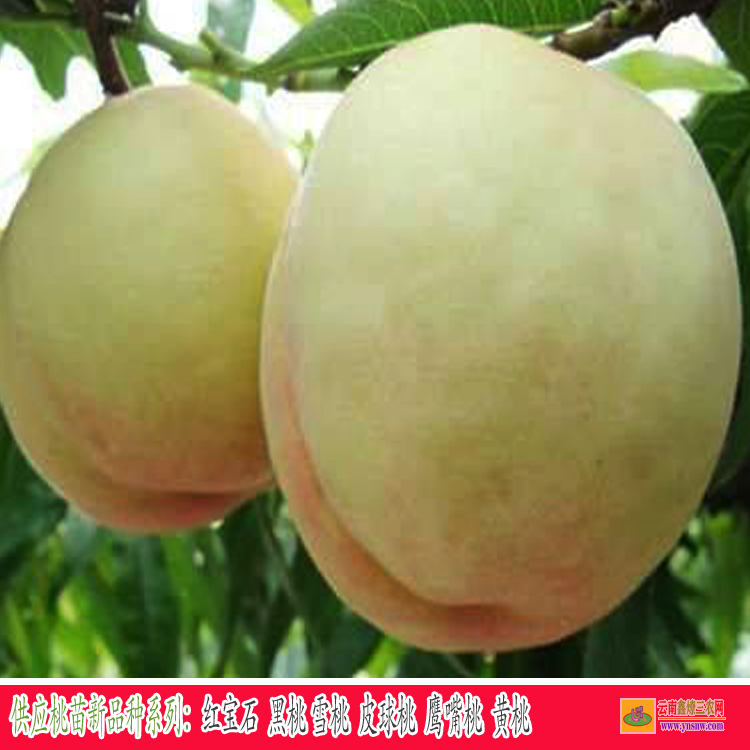 富民蘋(píng)果苗木市場(chǎng)在哪里 云南蘋(píng)果苗批發(fā) 昆明哪里有蘋(píng)果苗