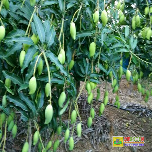 憑祥芒果苗葉子枯萎|盆栽芒果苗|青芒果苗批發