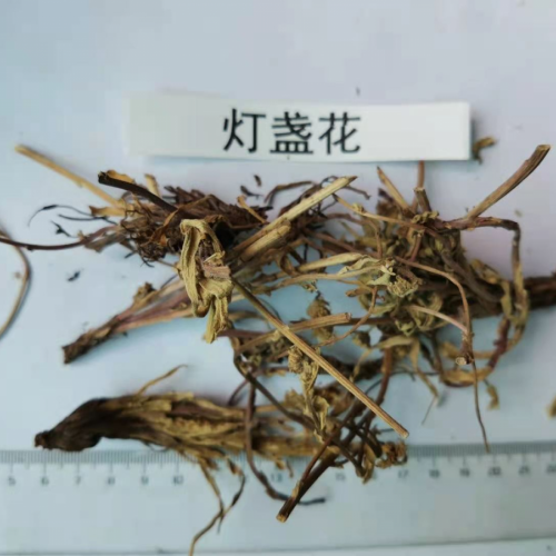 云南麗江燈盞花價(jià)格及種植方法| 燈盞花價(jià)格及種植方法|