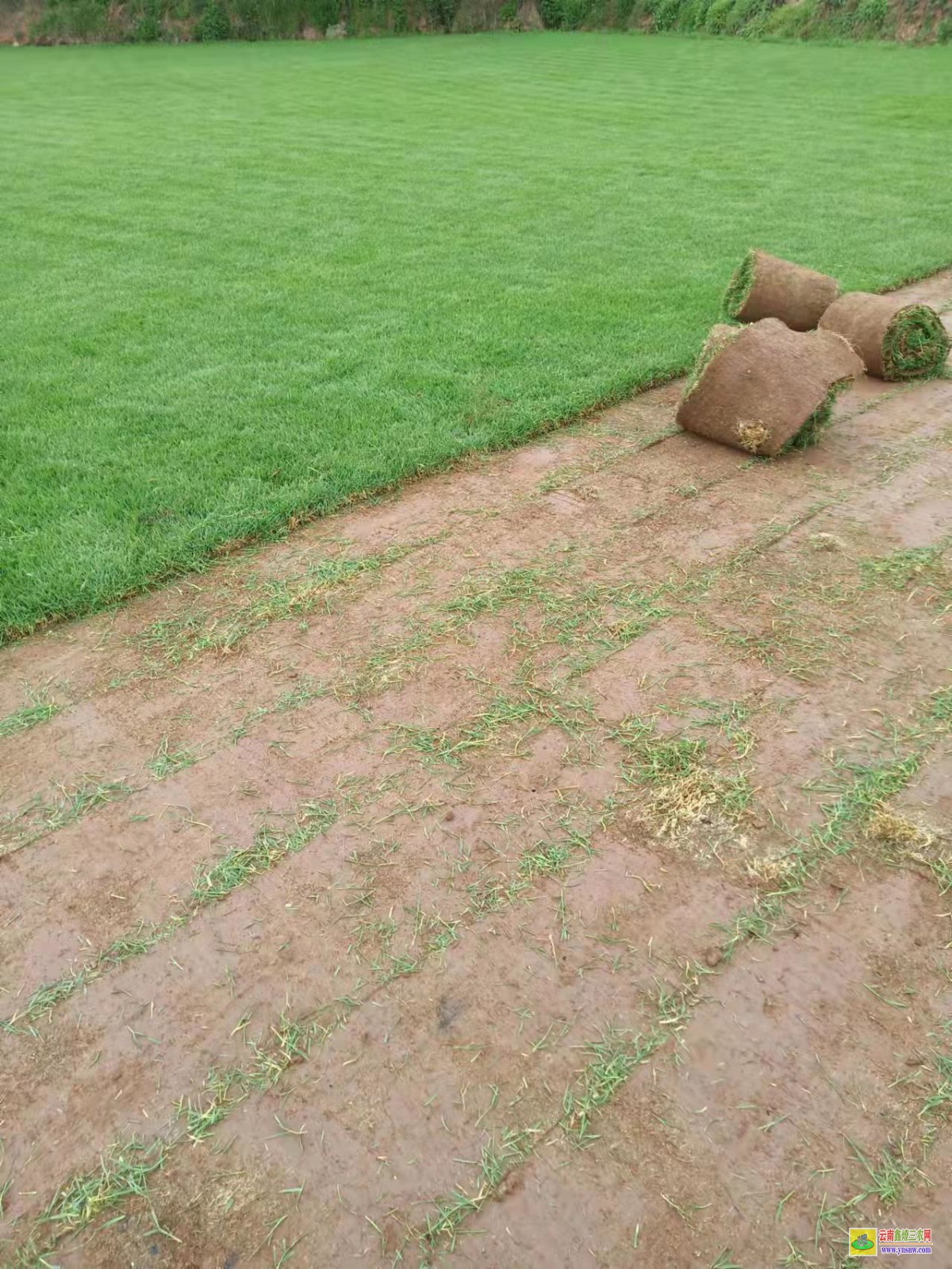 洱源混播草坪的優缺點 附近混播草坪批發市場 混播草坪單價