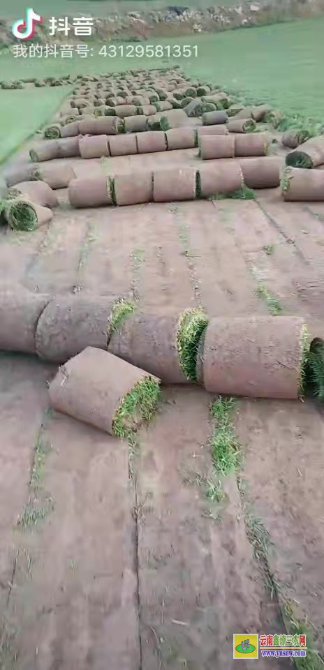 景洪草坪價格是多少錢一平方| 綠化草皮一平方價格 馬尼拉草皮價格