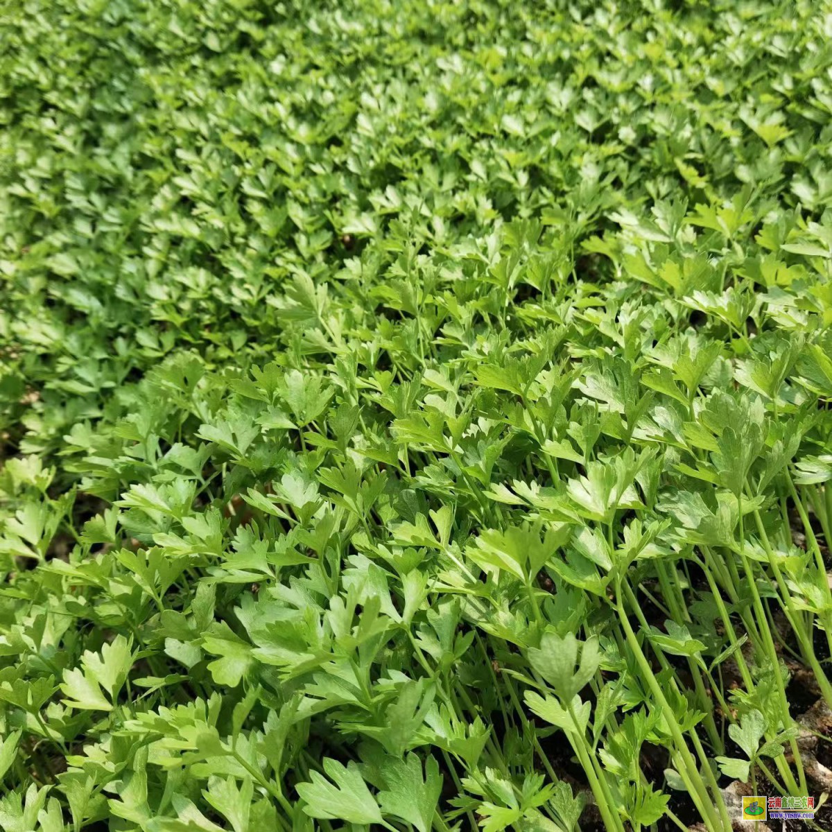 昭通巧家昆明哪里可以買到菜苗| 云南鐵頭種植技術 大白菜的幼苗期