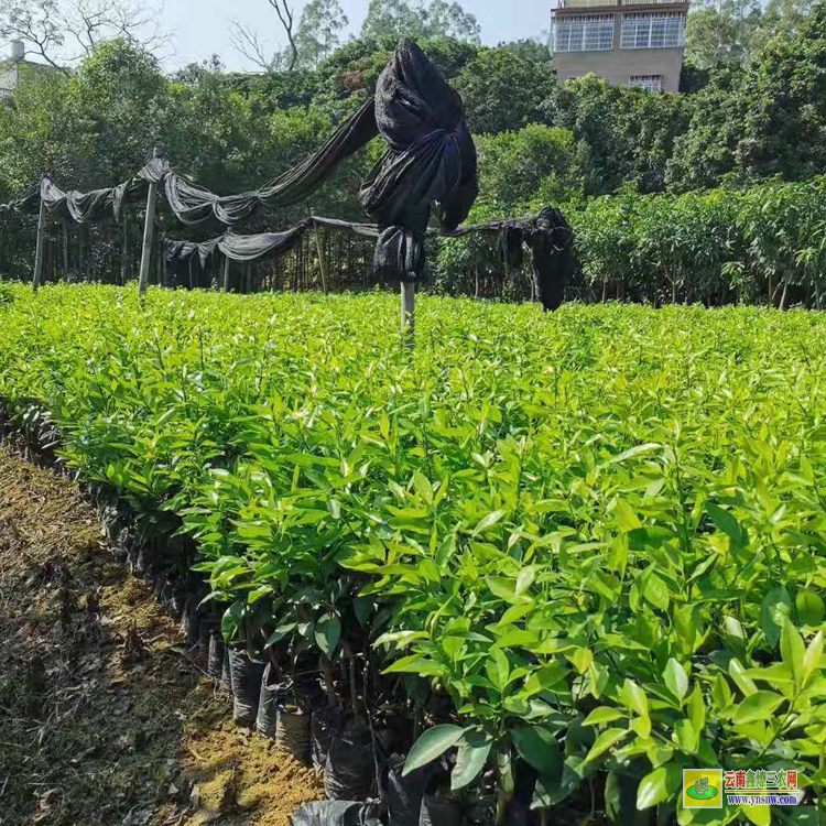 易門沃柑苗批發多少錢 |云南沃柑苗 |靈山沃柑苗