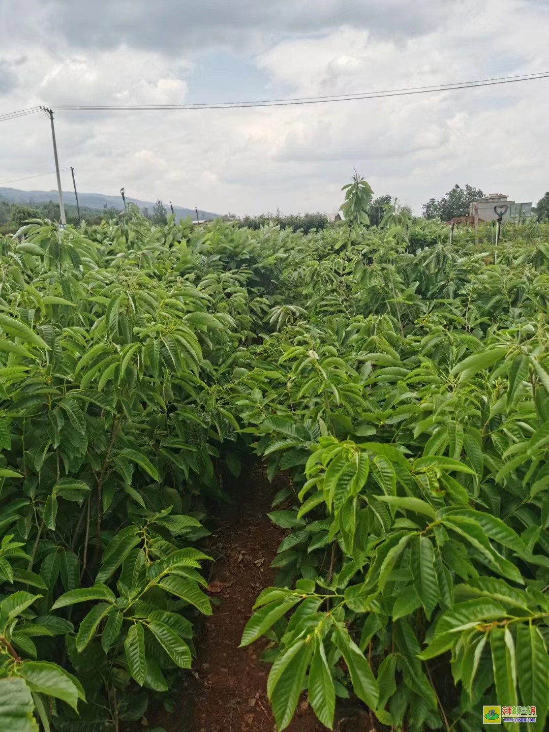 臨滄雙江花椒樹苗怎么育苗|四川花椒苗批發|花椒苗怎么種植