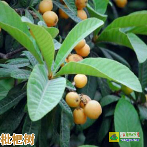 保山騰沖今日枇杷苗木價格 |枇杷苗批發 |2022枇杷苗圖片