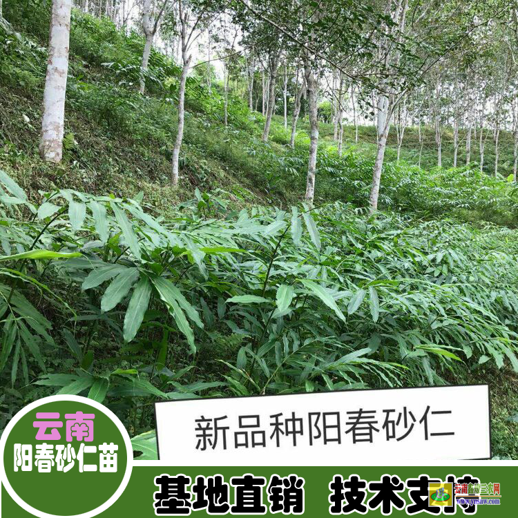 佛山三水云南砂仁苗批發(fā)價| 廣西香砂仁苗價格|春砂仁價格網(wǎng)