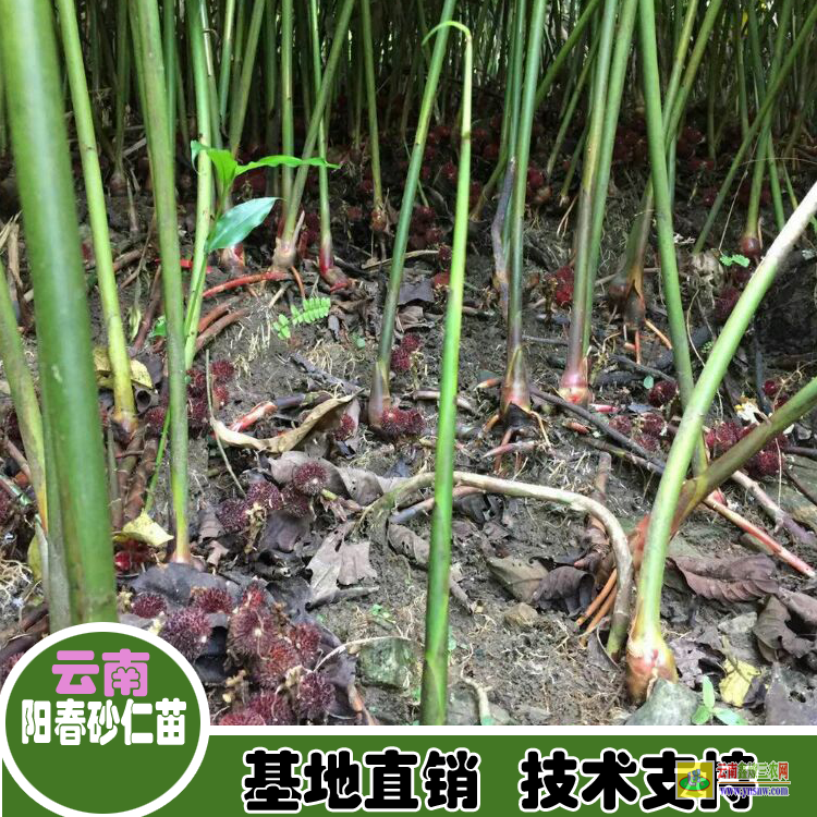 百色田東云南砂仁苗批發價| 廣西砂仁苗價格|春砂仁價格網