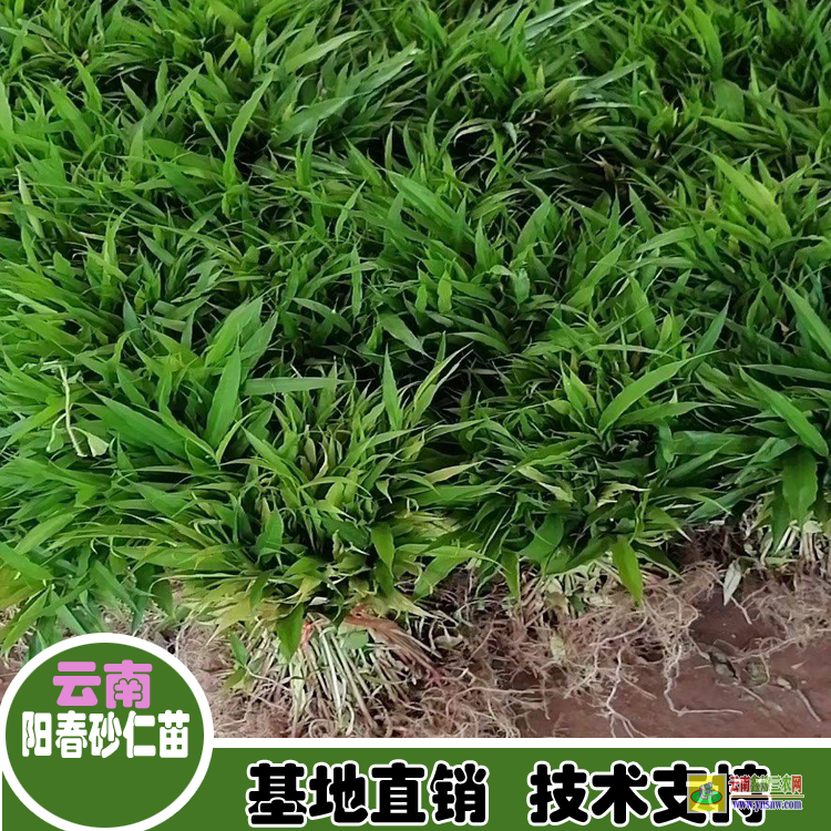 南寧興寧云南砂仁苗批發(fā)價| 廣西砂仁苗價格|春砂仁價格網(wǎng)