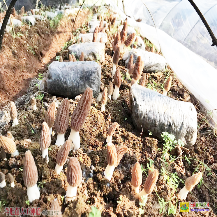 遼寧大石橋羊肚菌養殖 羊肚菌種植基地 羊肚菌種植成本