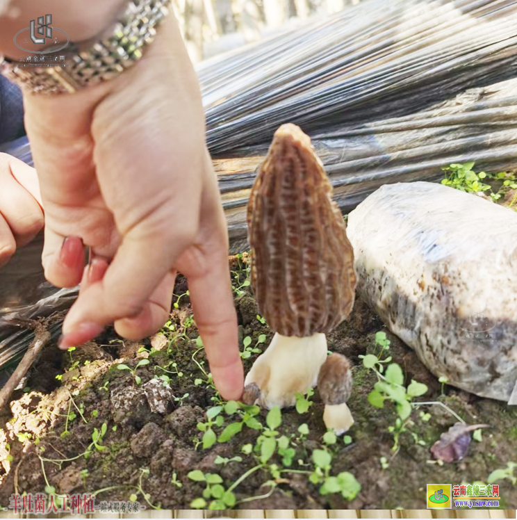 浙江遂昌羊肚菌栽培 羊肚菌種植培訓 綿陽羊肚菌種植基地