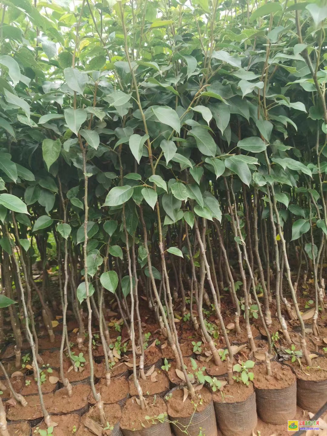 大理劍川紅梨苗圖片|紅梨苗種植基地|紅梨苗木哪里買(mǎi)