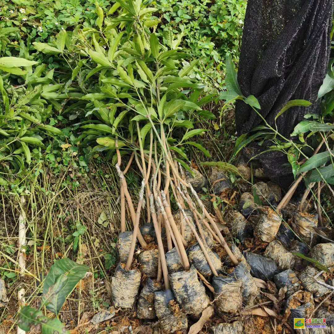 河池環江芒果苗基地|芒果苗品種|四季芒果苗