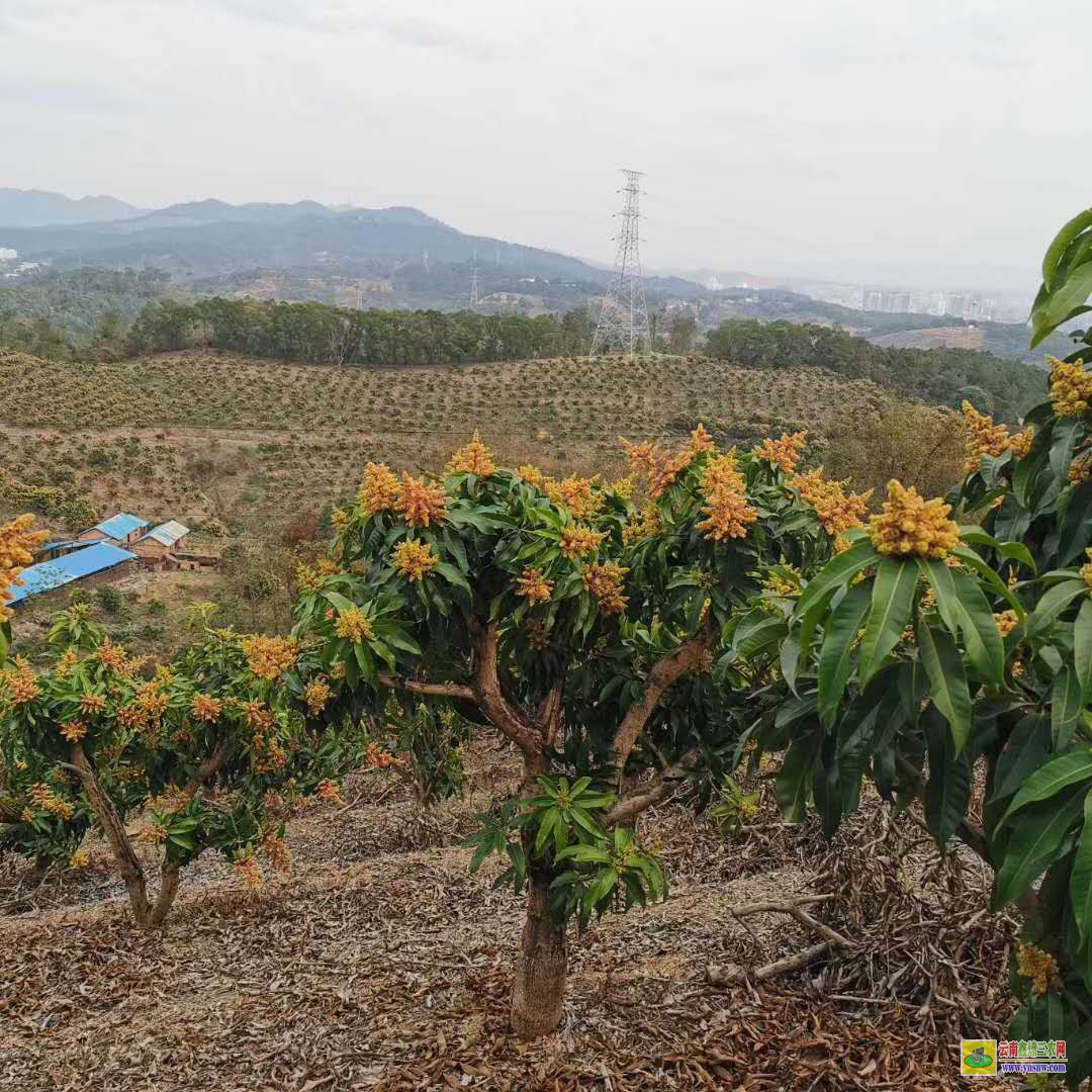 玉溪澄江芒果苗基地|芒果苗品種|四季芒果苗