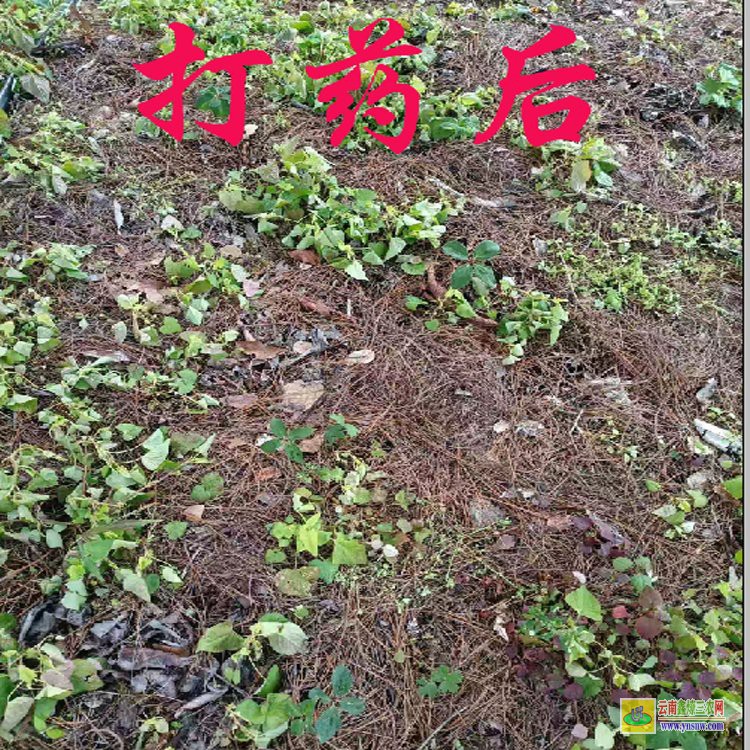 七葉一枝花除草劑批發| 白芨重樓除草劑| 田間中藥材除草劑