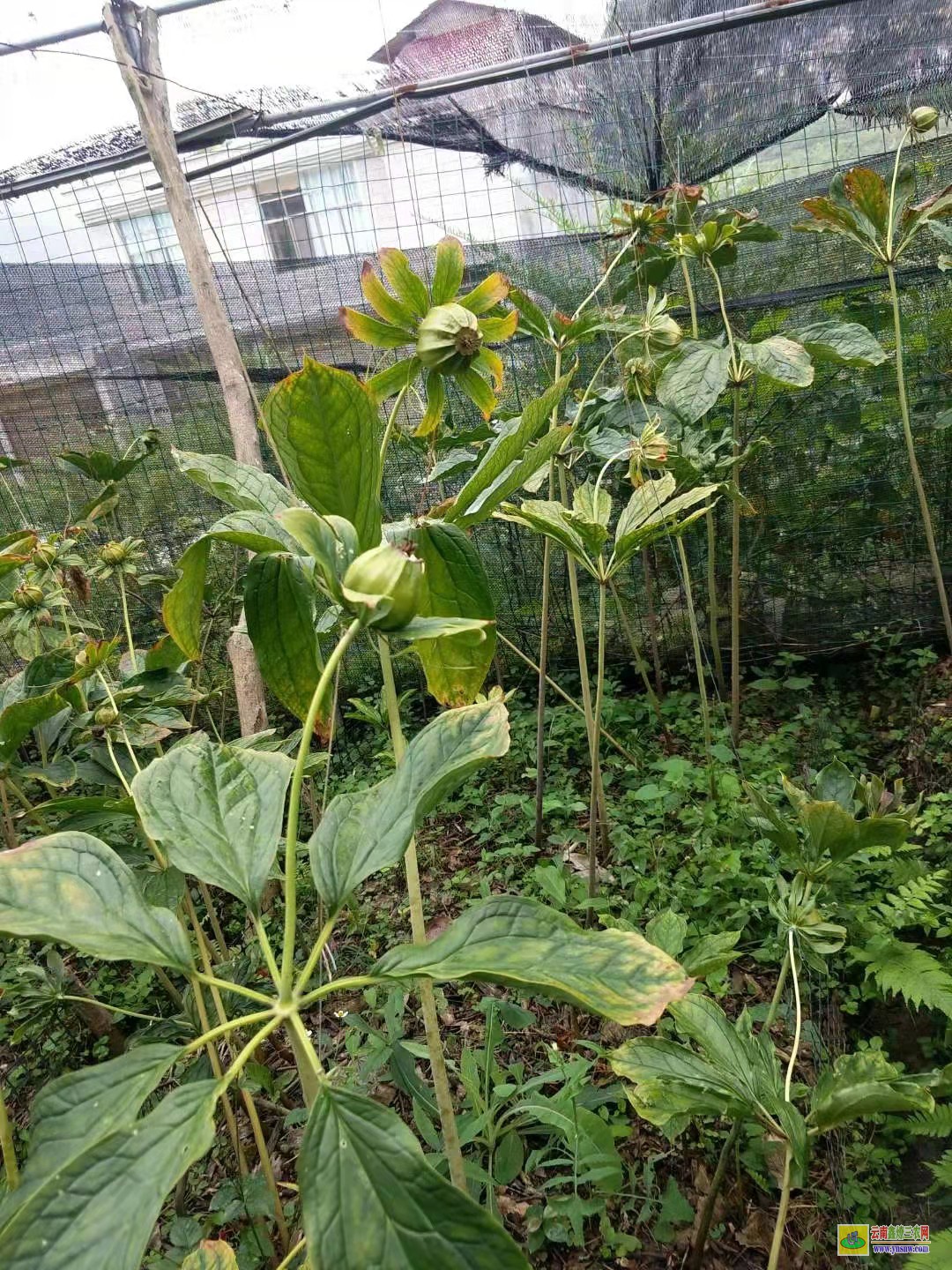 保山七葉一枝花除草劑批發| 安徽重樓除草劑| 重樓中藥材除草劑