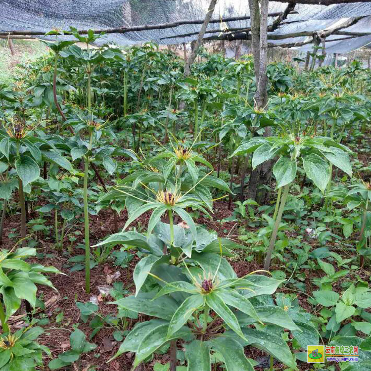 紅河七葉一枝花除草劑批發| 四川重樓除草劑| 重樓中藥材除草劑