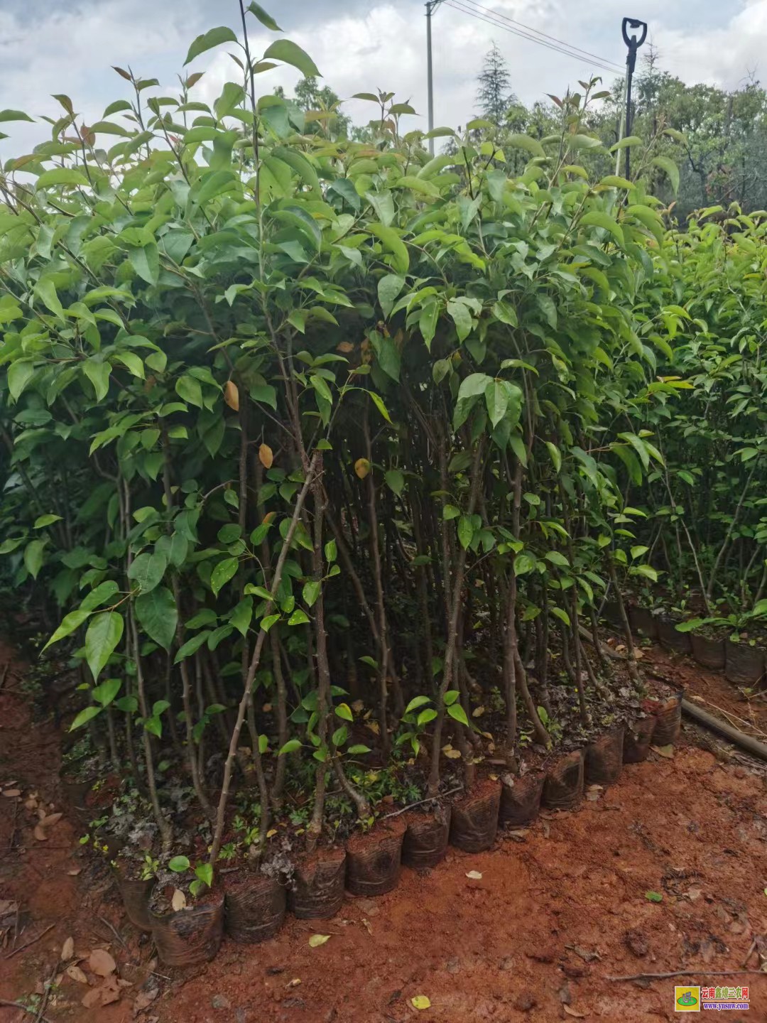 臨滄永德紅花梨樹苗價格|紅梨苗種植基地|紅梨苗品種