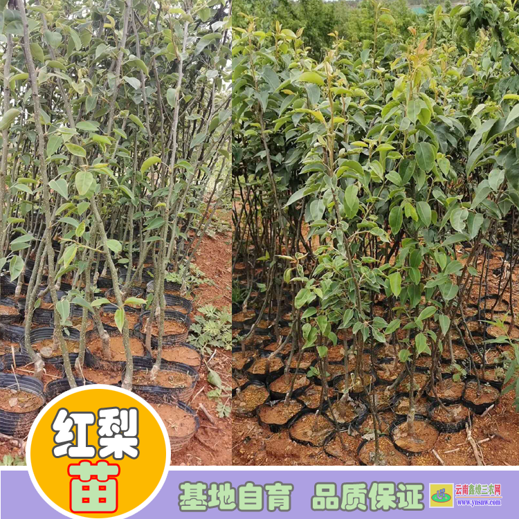 怒江福貢玉露香梨樹苗價格|紅梨苗種植基地|紅梨苗木哪里買