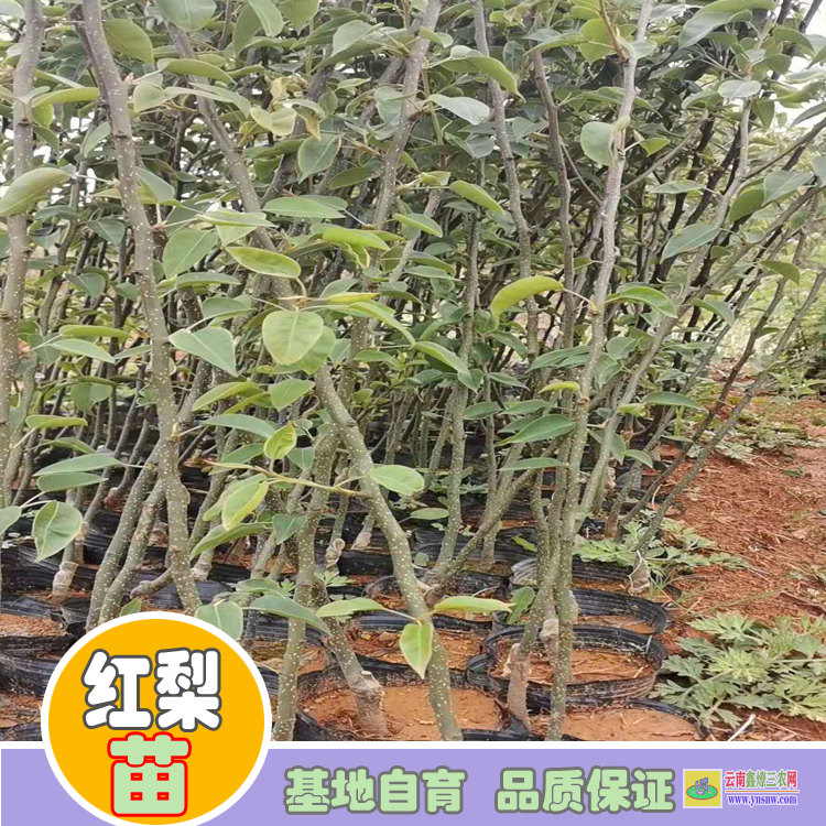 樂山馬邊四季梨樹苗價格|紅梨苗木|紅梨苗批發基地