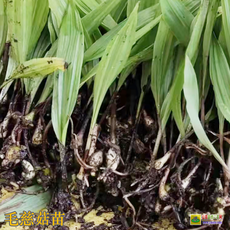 山西毛慈菇多少錢一斤 毛慈菇價(jià)格藥材市場(chǎng) 毛慈菇圖片