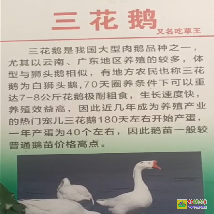 甘孜道孚貴州鵝苗場在哪里 貴州鵝苗批發(fā)市場 貴州鵝苗基地