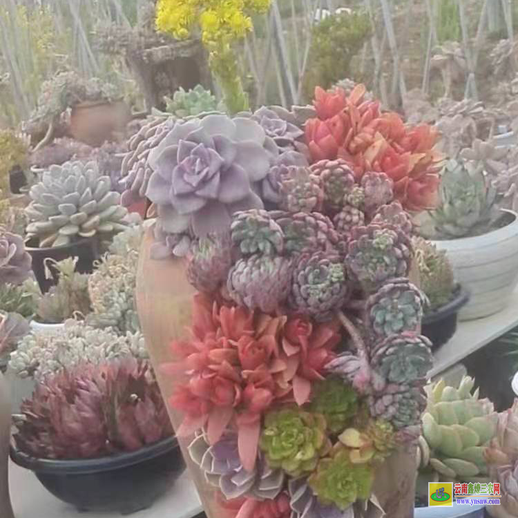 十堰一盆的市場價 價格一覽表便宜 價格多少錢一盆