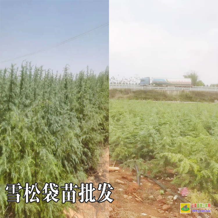宜良貴州雪松種子怎么樣|1米高雪松袋苗|雪松米徑三公分袋苗