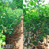 臨滄西梅苗怎么培育| 2公分西梅苗價格| 新法蘭西西梅苗